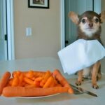 33 Funny Animal Memes That Show They’re Just Like Us 27 33 Funny Animal Memes That Show They’re Just Like Us