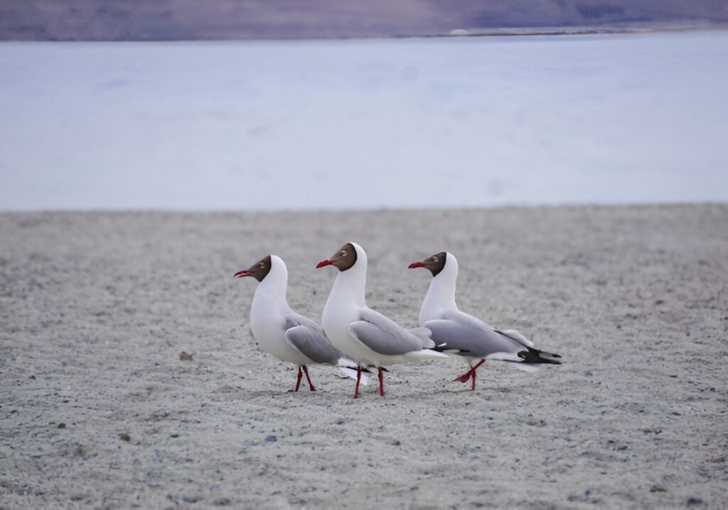 Why Do Seagulls Always Hang Out in Parking Lots