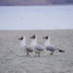 Why Do Seagulls Always Hang Out In Parking Lots? 20 Why Do Seagulls Always Hang Out in Parking Lots