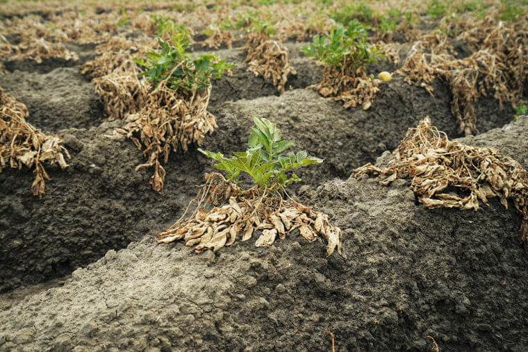 Nostradamus’ Predictions That Could Affect The Royal Family 38 Nostradamus’ Predictions That Could Affect the Royal Family