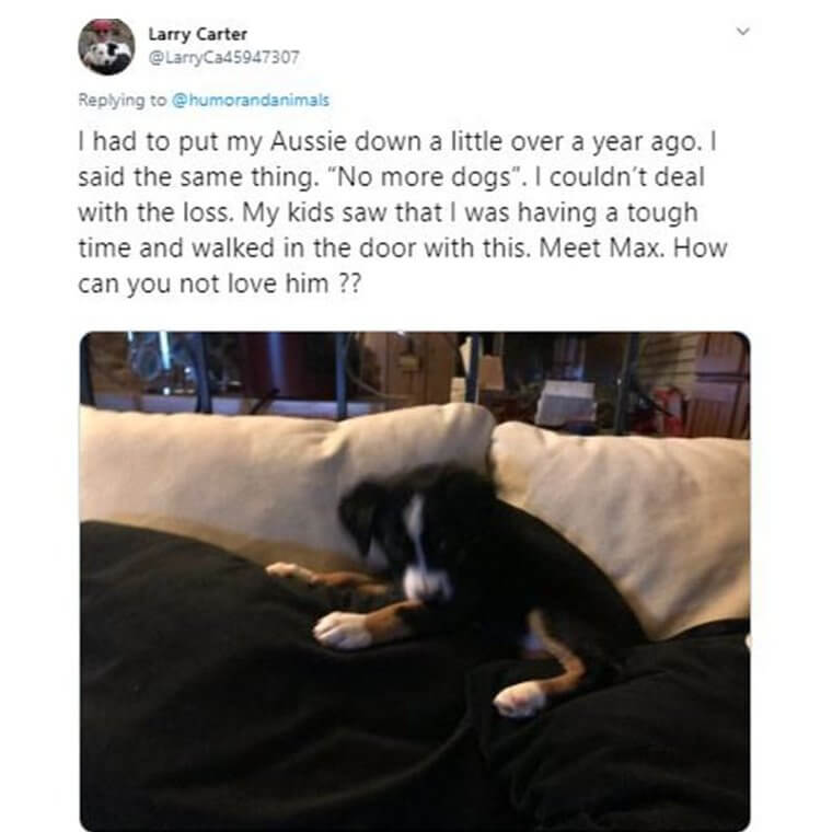 Parents Who Didn’t Want Pets But Ended Up Loving Them 15 Parents Who Didn’t Want Pets but Ended Up Loving Them