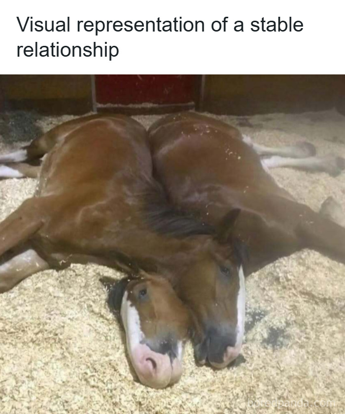 33 Funny Animal Memes That Show They’re Just Like Us 4 33 Funny Animal Memes That Show They’re Just Like Us