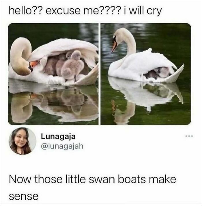 33 Funny Animal Memes That Show They’re Just Like Us 6 33 Funny Animal Memes That Show They’re Just Like Us