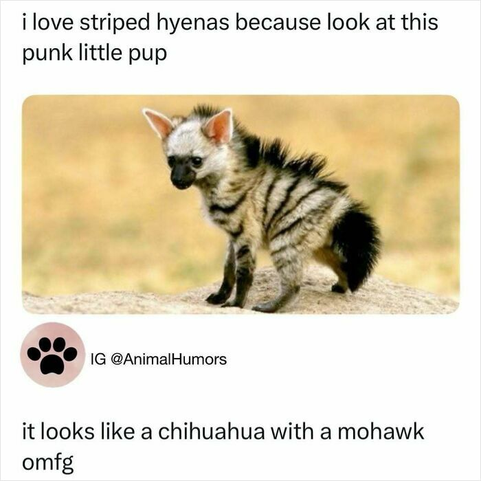 33 Funny Animal Memes That Show They’re Just Like Us 11 33 Funny Animal Memes That Show They’re Just Like Us