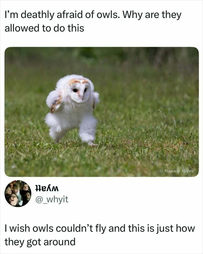 33 Funny Animal Memes That Show They’re Just Like Us 12 33 Funny Animal Memes That Show They’re Just Like Us