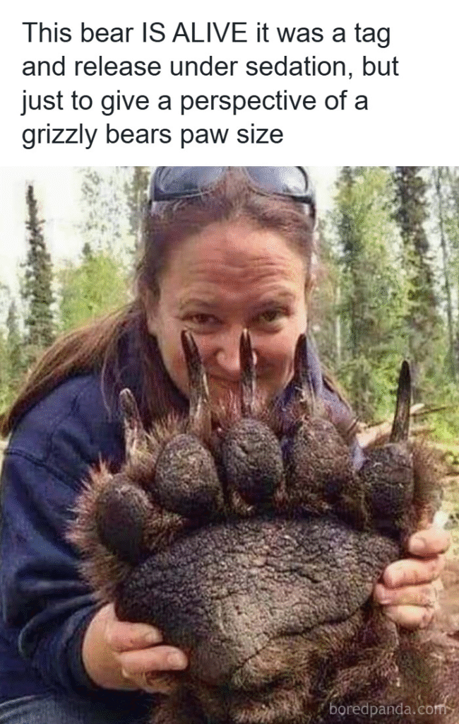 33 Funny Animal Memes That Show They’re Just Like Us 15 33 Funny Animal Memes That Show They’re Just Like Us