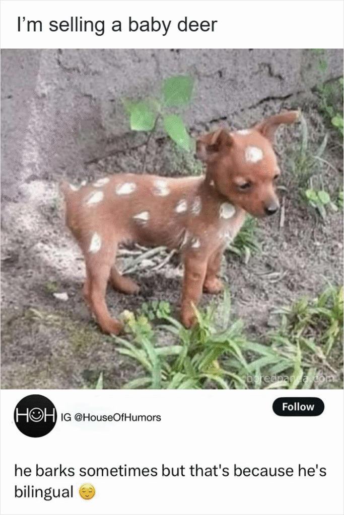 33 Funny Animal Memes That Show They’re Just Like Us 16 33 Funny Animal Memes That Show They’re Just Like Us