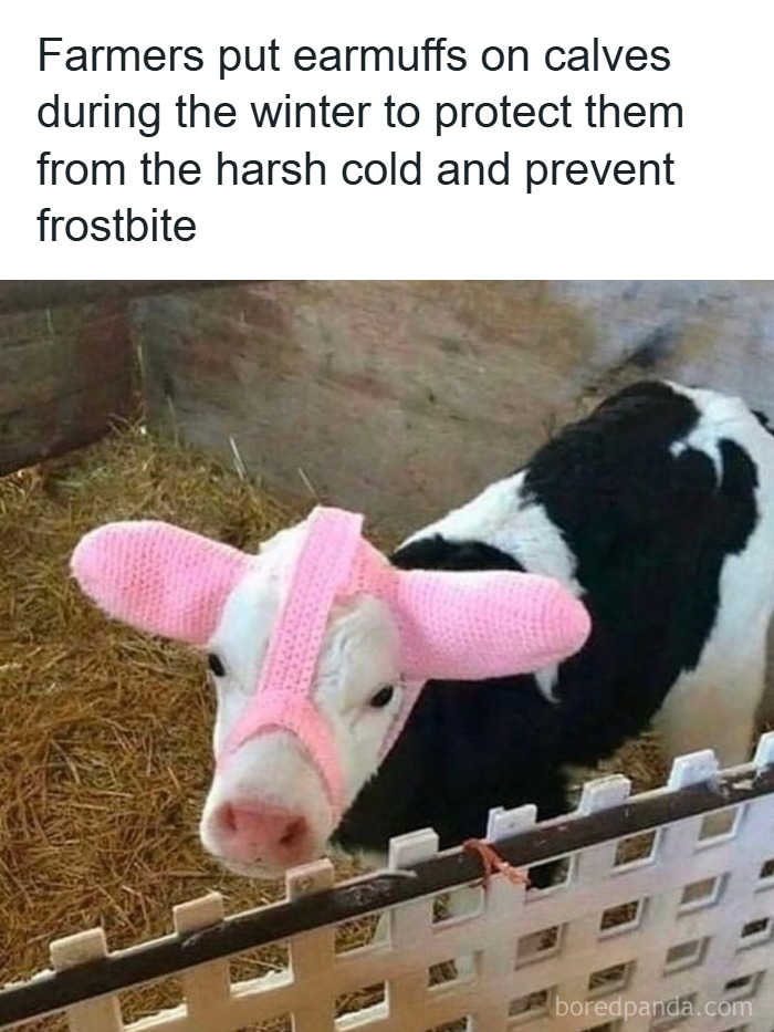 33 Funny Animal Memes That Show They’re Just Like Us 17 33 Funny Animal Memes That Show They’re Just Like Us