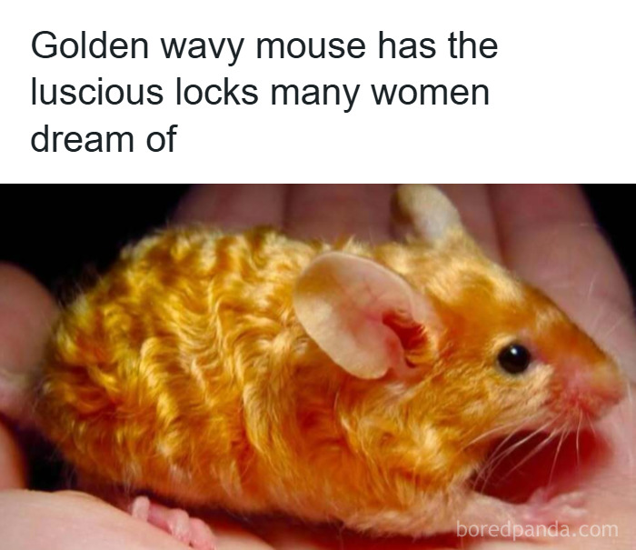 33 Funny Animal Memes That Show They’re Just Like Us 18 33 Funny Animal Memes That Show They’re Just Like Us