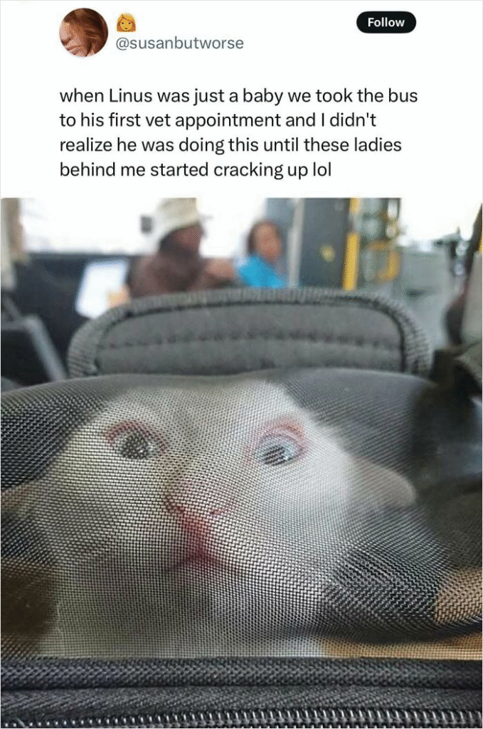 33 Funny Animal Memes That Show They’re Just Like Us 19 33 Funny Animal Memes That Show They’re Just Like Us