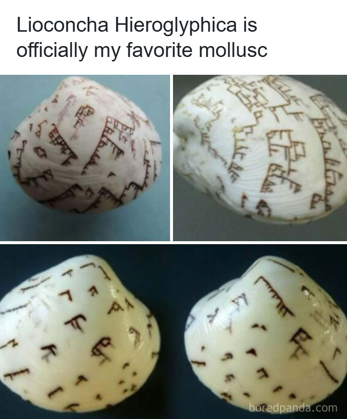 33 Funny Animal Memes That Show They’re Just Like Us 22 33 Funny Animal Memes That Show They’re Just Like Us