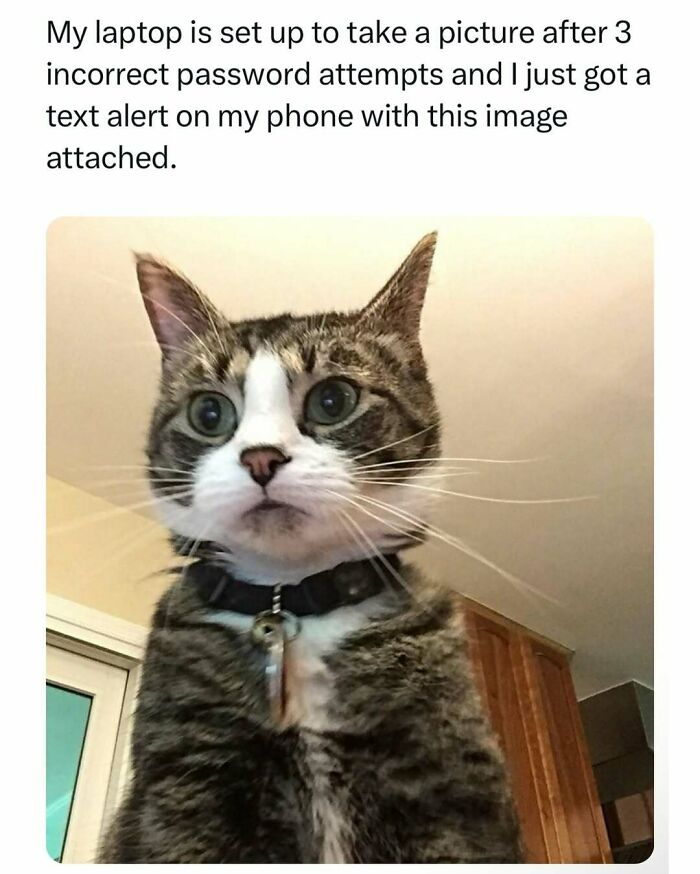 33 Funny Animal Memes That Show They’re Just Like Us 25 33 Funny Animal Memes That Show They’re Just Like Us