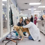 15 Most Dangerous Foods for Dogs, Ranked by Risk