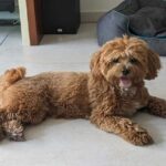 10 Dog Breeds That Will Never Leave Your Side, Ranked